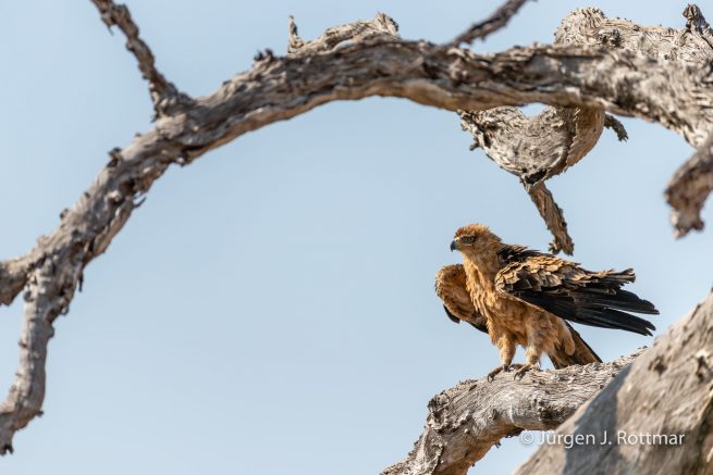 Botswana 09/2019 | Savuti | Tawny Eagle (Raubadler)