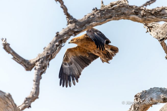 Botswana 09/2019 | Savuti | Tawny Eagle (Raubadler)