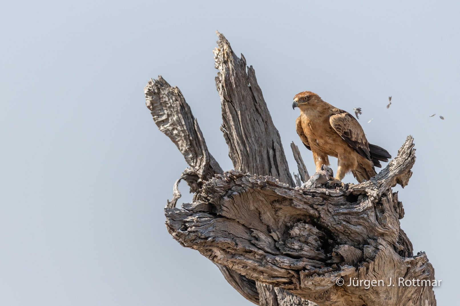 Botswana 09/2019 | Savuti | Tawny Eagle (Raubadler)