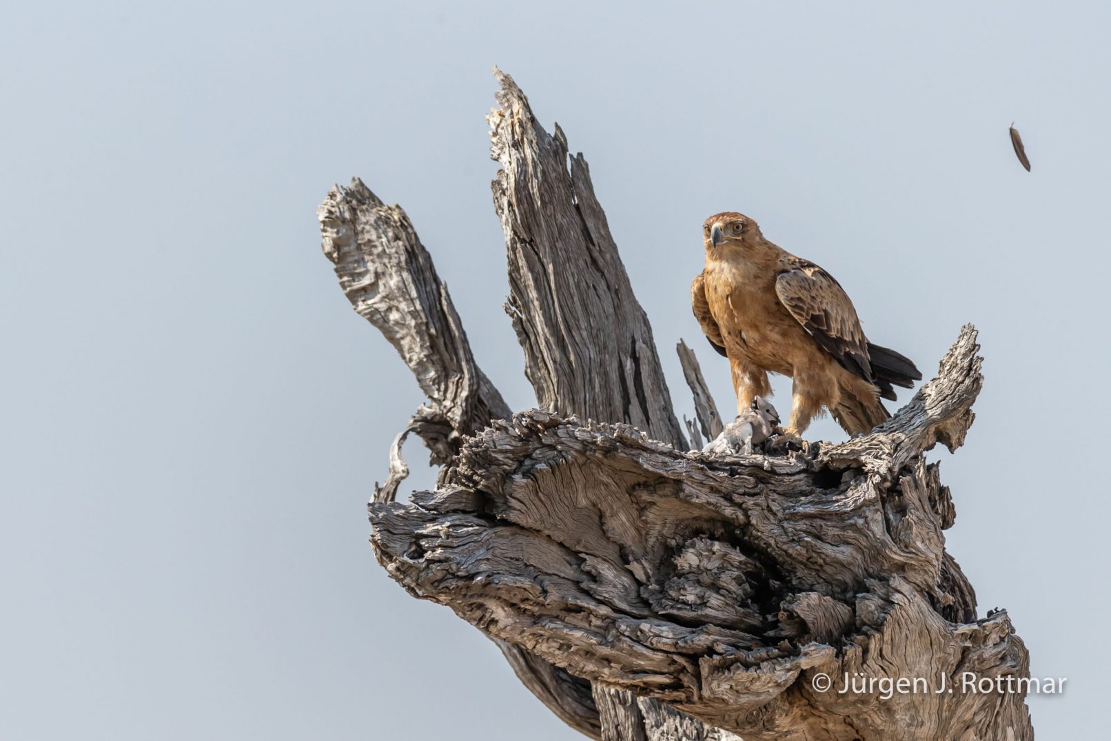 Botswana 09/2019 | Savuti | Tawny Eagle (Raubadler)