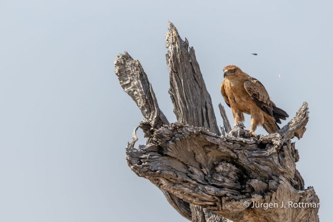 Botswana 09/2019 | Savuti | Tawny Eagle (Raubadler)