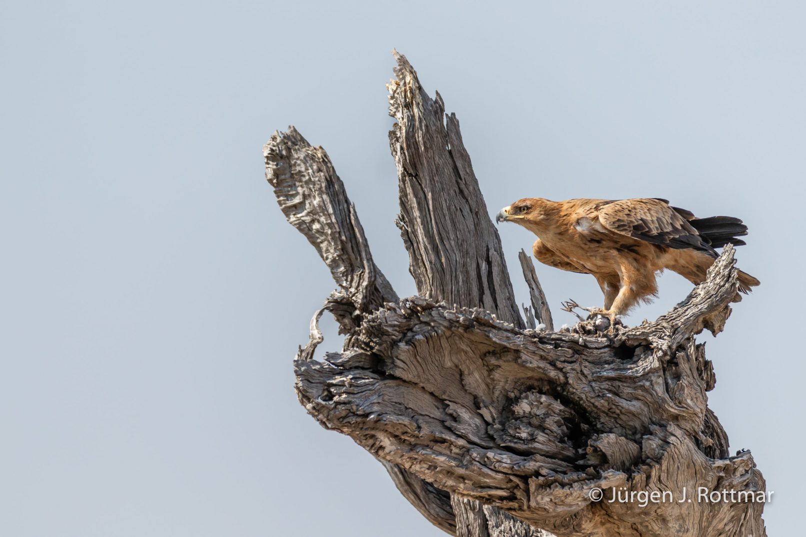 Botswana 09/2019 | Savuti | Tawny Eagle (Raubadler)