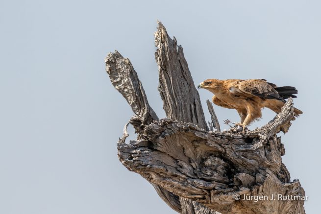 Botswana 09/2019 | Savuti | Tawny Eagle (Raubadler)