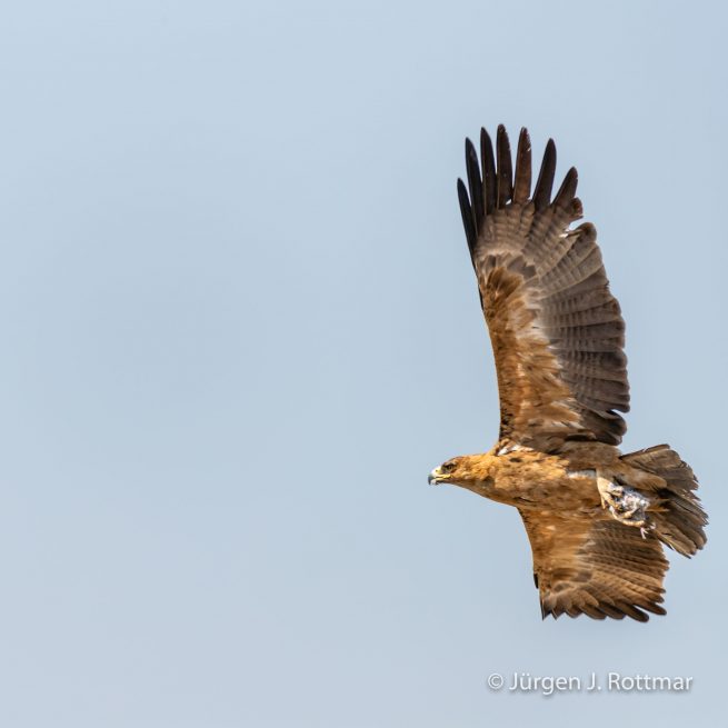 Botswana 09/2019 | Savuti | Tawny Eagle (Raubadler)