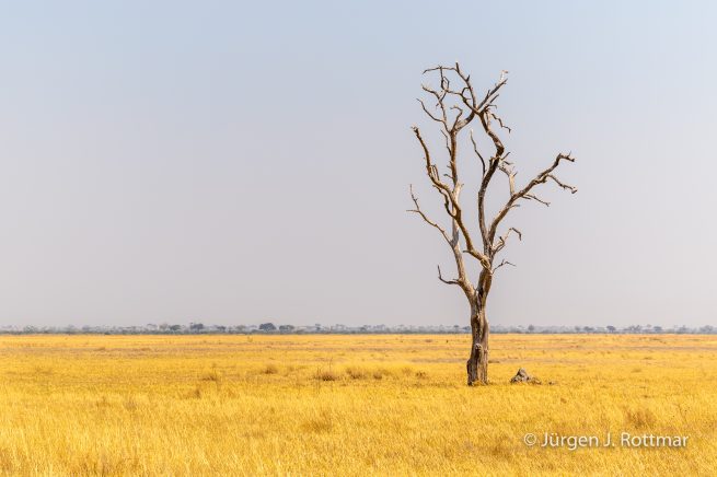 Botswana 09/2019| Savuti