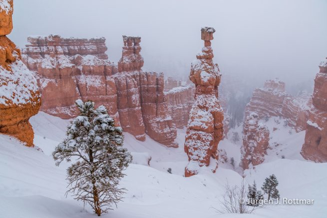 USA | Canyons & Yellowstone NP im Winter | Bryce Canyon