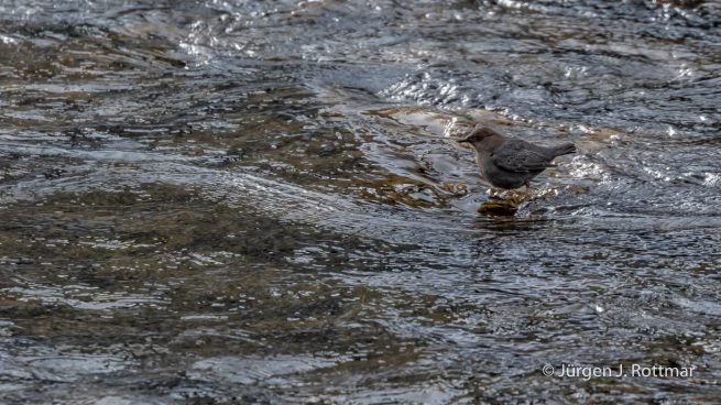 USA | Canyons & Yellowstone NP im Winter | Firehole River | American Dipper (Grauwasseramsel)