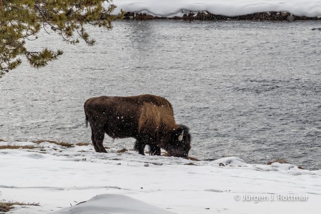 USA | Canyons & Yellowstone NP im Winter | Firehole River | Bison