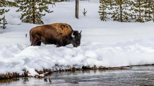 USA | Canyons & Yellowstone NP im Winter | Firehole River | Bison