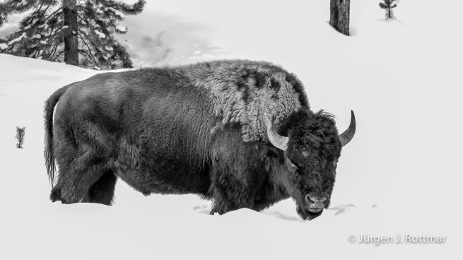 USA | Canyons & Yellowstone NP im Winter | Firehole River | Bison