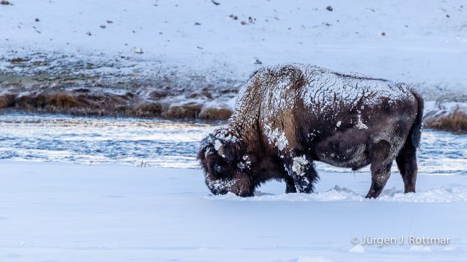 USA | Canyons & Yellowstone NP im Winter | Firehole River | Bison