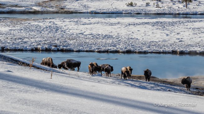 USA | Canyons & Yellowstone NP im Winter | Firehole River | Bisons