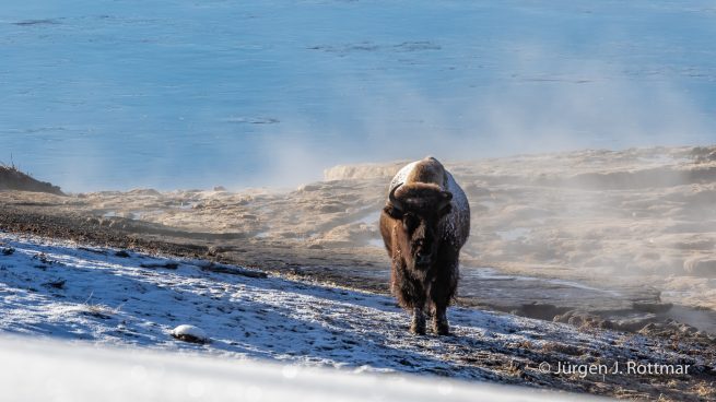 USA | Canyons & Yellowstone NP im Winter | Firehole River | Bison