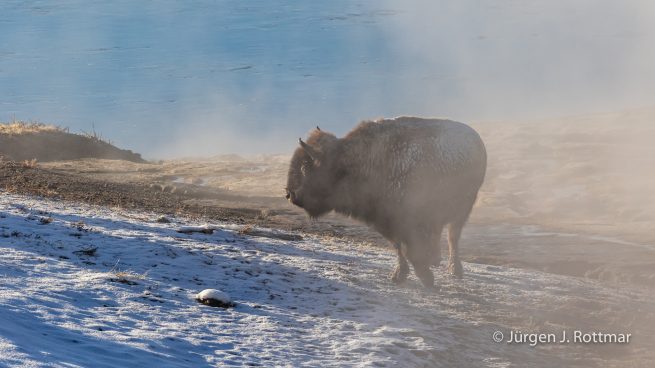 USA | Canyons & Yellowstone NP im Winter | Firehole River | Bison