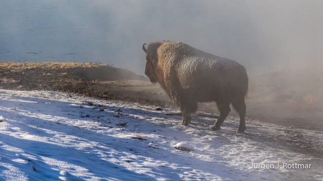 USA | Canyons & Yellowstone NP im Winter | Firehole River | Bison