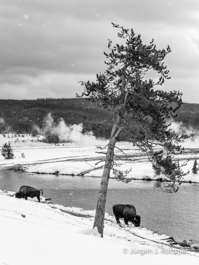 USA | Canyons & Yellowstone NP im Winter | Firehole River | Bisons