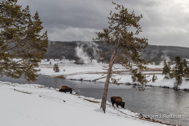 USA | Canyons & Yellowstone NP im Winter | Firehole River | Bisons
