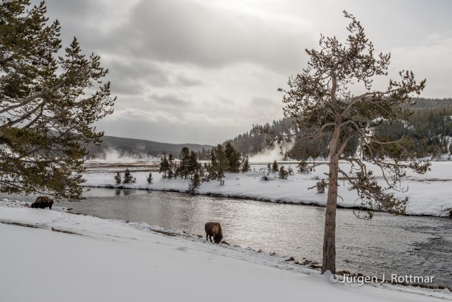 USA | Canyons & Yellowstone NP im Winter | Firehole River | Bisons