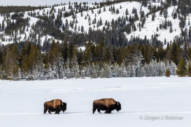 USA | Canyons & Yellowstone NP im Winter | Firehole River | Bisons