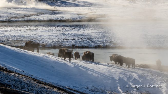 USA | Canyons & Yellowstone NP im Winter | Firehole River | Bisons