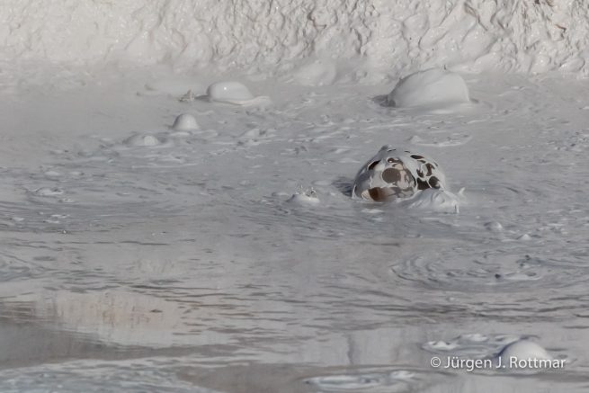 USA | Canyons & Yellowstone NP im Winter | Fountain Paint Pot