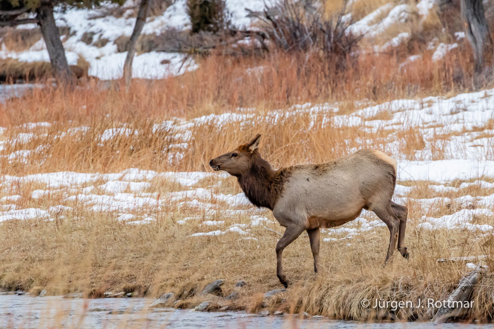 USA | Canyons & Yellowstone NP im Winter | Gardner River | Wapiti