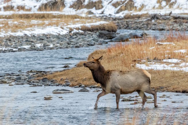 USA | Canyons & Yellowstone NP im Winter | Gardner River | Wapiti