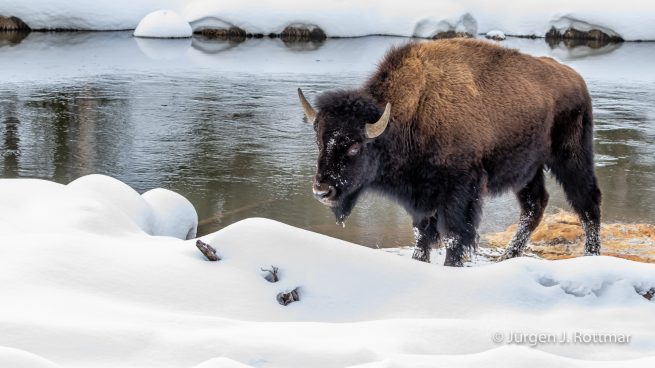 USA | Canyons & Yellowstone NP im Winter | Gibbon Geyser Basin | Bison