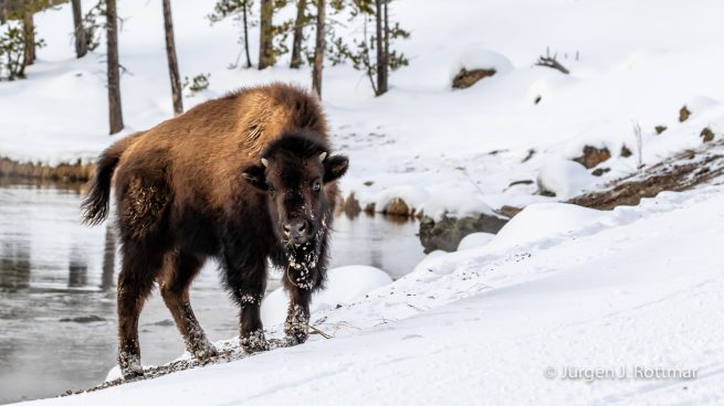USA | Canyons & Yellowstone NP im Winter | Gibbon Geyser Basin | Bison