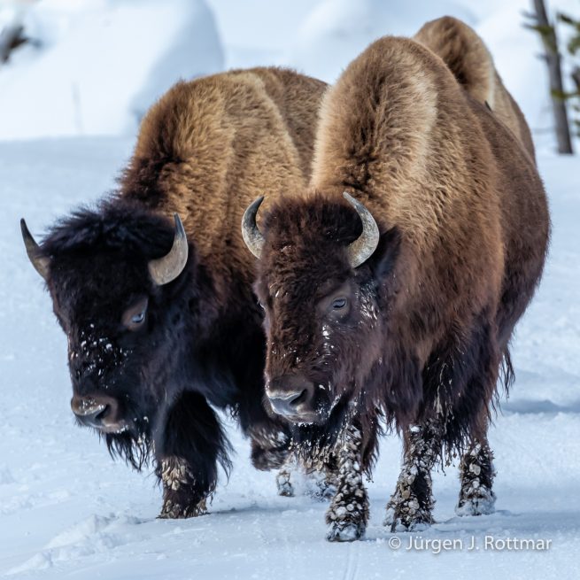 USA | Canyons & Yellowstone NP im Winter | Gibbon Geyser Basin | Bisons