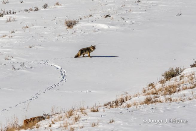 USA | Canyons & Yellowstone NP im Winter | Jackson Hole | Coyote