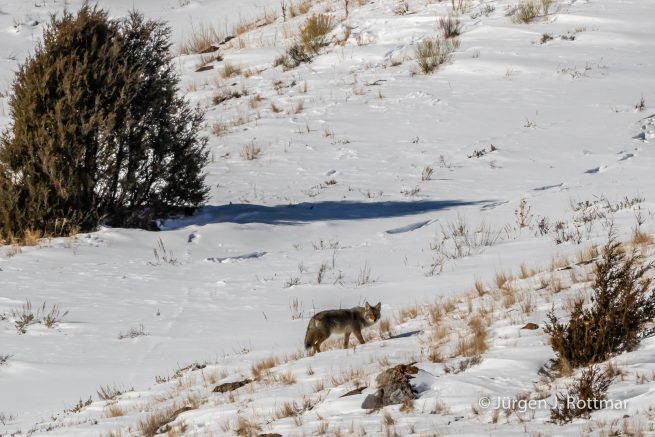 USA | Canyons & Yellowstone NP im Winter | Jackson Hole | Coyote