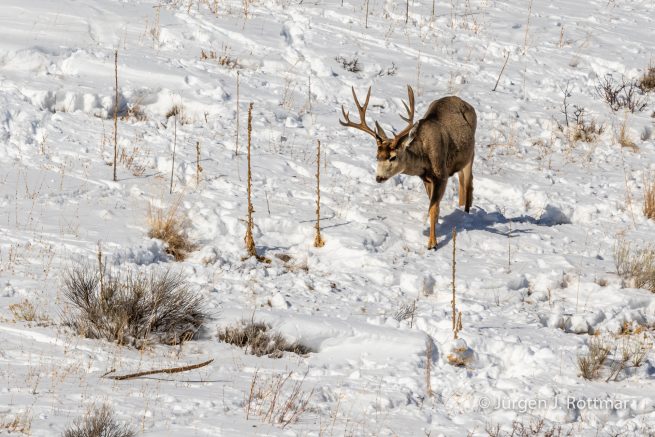 USA | Canyons & Yellowstone NP im Winter | Jackson Hole | Wapiti