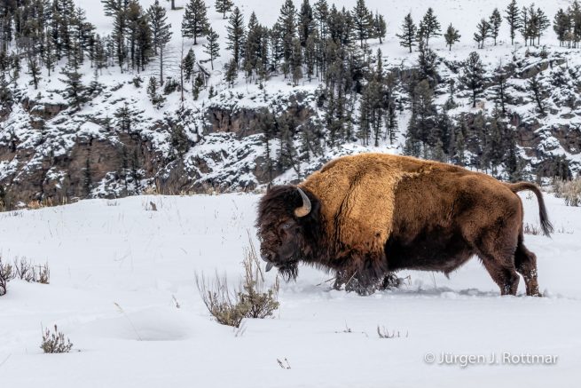 USA | Canyons & Yellowstone NP im Winter | Lamar Valley | Bison