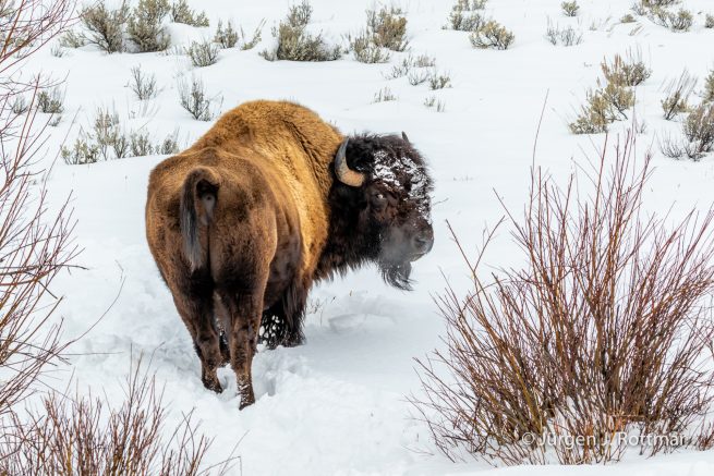 USA | Canyons & Yellowstone NP im Winter | Lamar Valley | Bison
