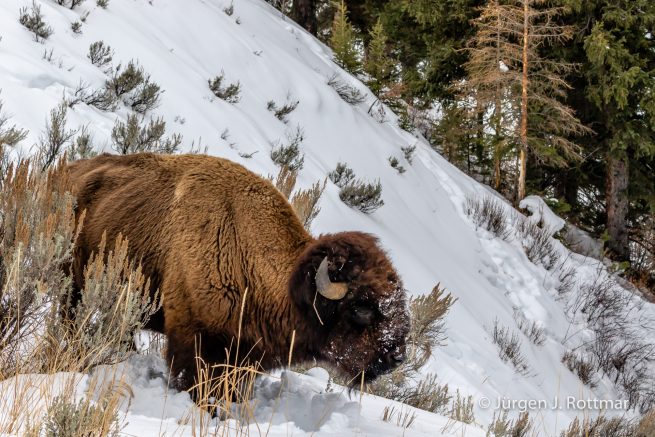 USA | Canyons & Yellowstone NP im Winter | Lamar Valley | Bison