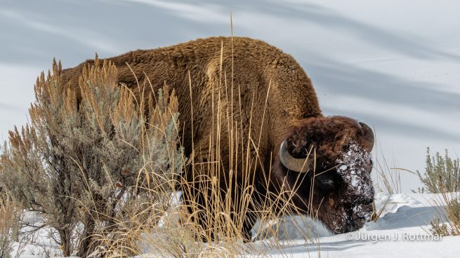 USA | Canyons & Yellowstone NP im Winter | Lamar Valley | Bison