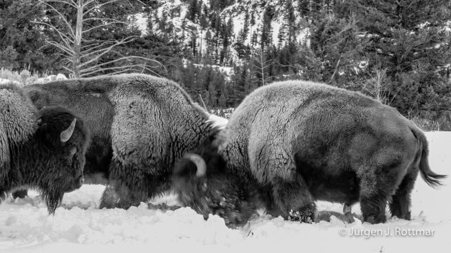 USA | Canyons & Yellowstone NP im Winter | Lamar Valley | Bisons