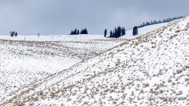 USA | Canyons & Yellowstone NP im Winter | Lamar Valley
