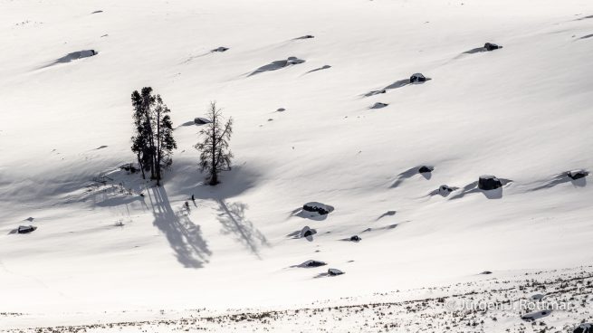 USA | Canyons & Yellowstone NP im Winter | Lamar Valley