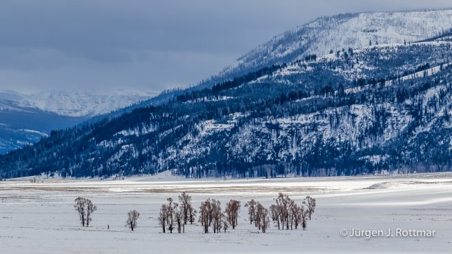USA | Canyons & Yellowstone NP im Winter | Lamar Valley
