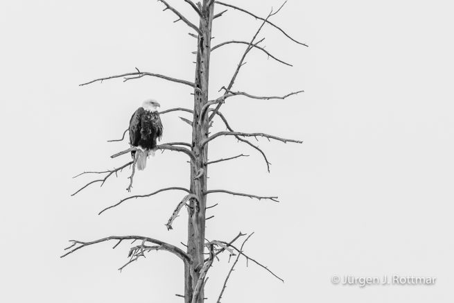 USA | Canyons & Yellowstone NP im Winter | Madison River | Bald Eagle (Weisskopfseeadler)