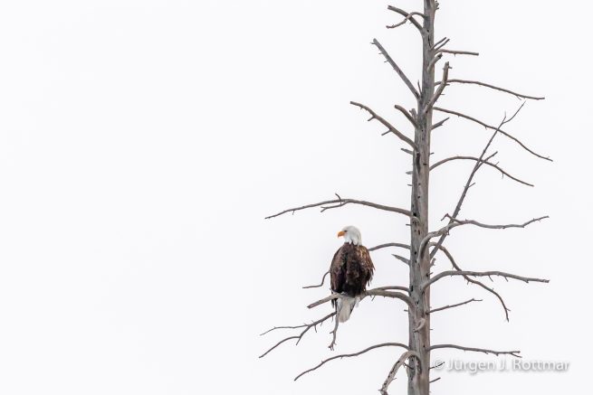 USA | Canyons & Yellowstone NP im Winter | Madison River | Bald Eagle (Weisskopfseeadler)