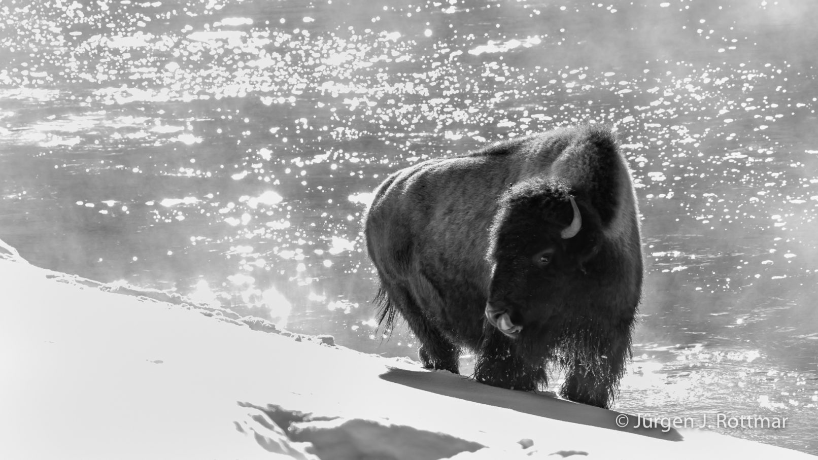 USA | Canyons & Yellowstone NP im Winter | Madison River | Bison