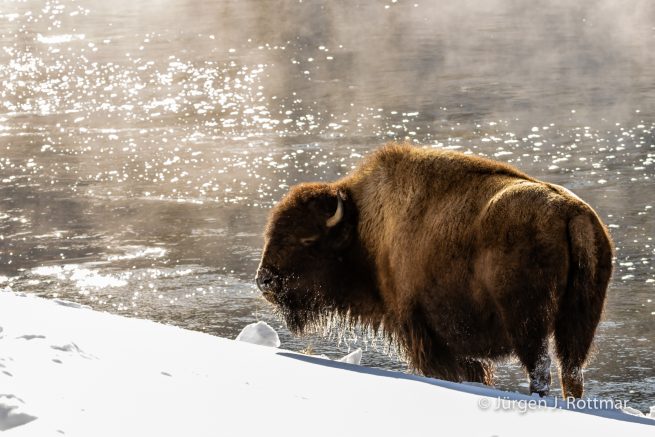 USA | Canyons & Yellowstone NP im Winter | Madison River | Bison