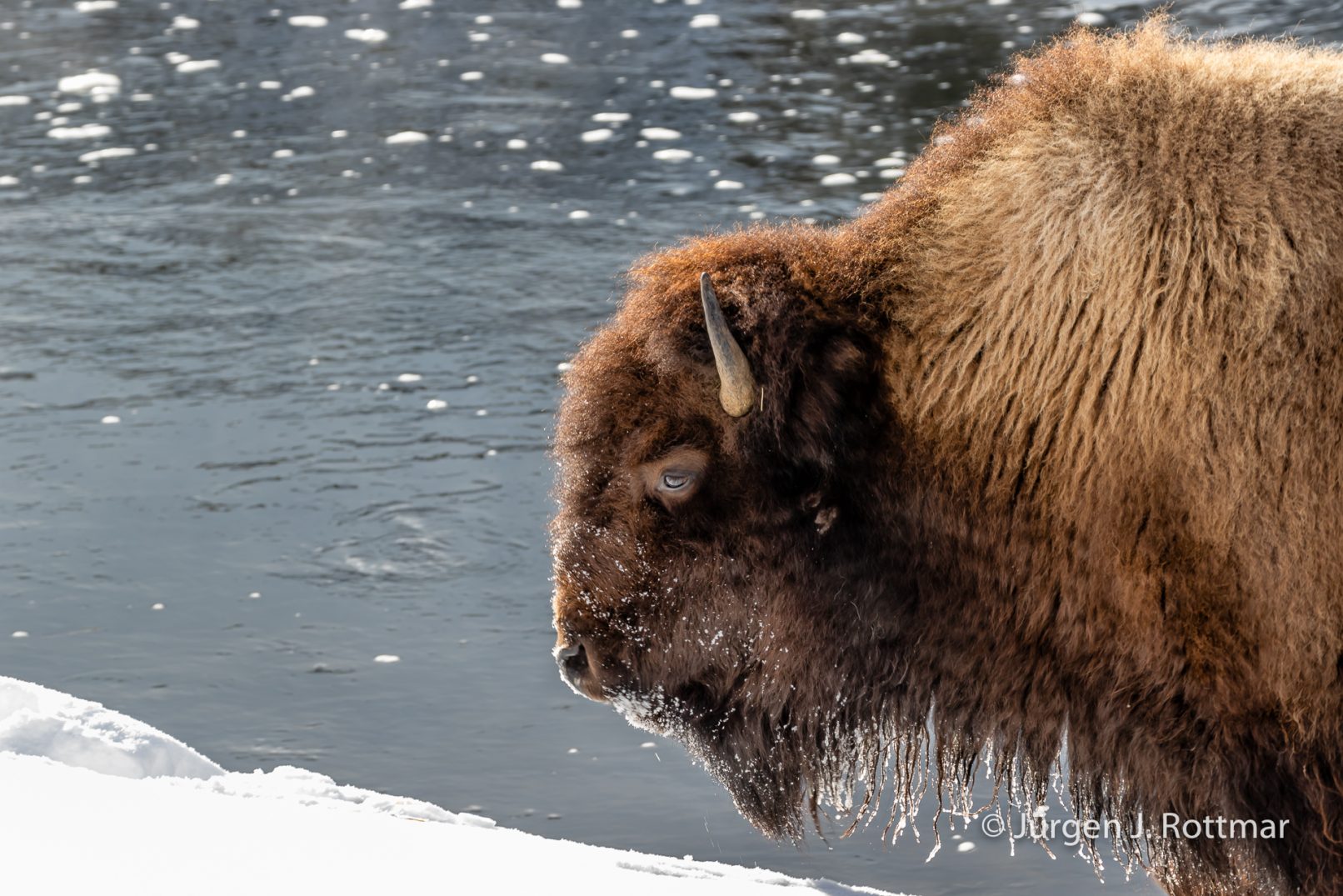 USA | Canyons & Yellowstone NP im Winter | Madison River | Bison