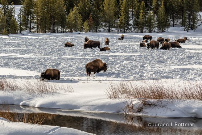 USA | Canyons & Yellowstone NP im Winter | Madison River | Bisons