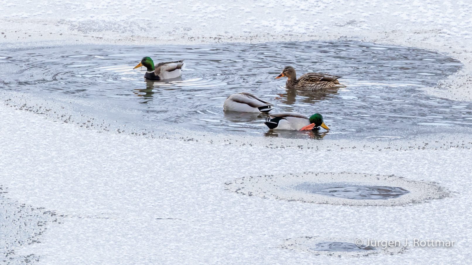USA | Canyons & Yellowstone NP im Winter | Madison River | Mallard Ducks (Stockenten)