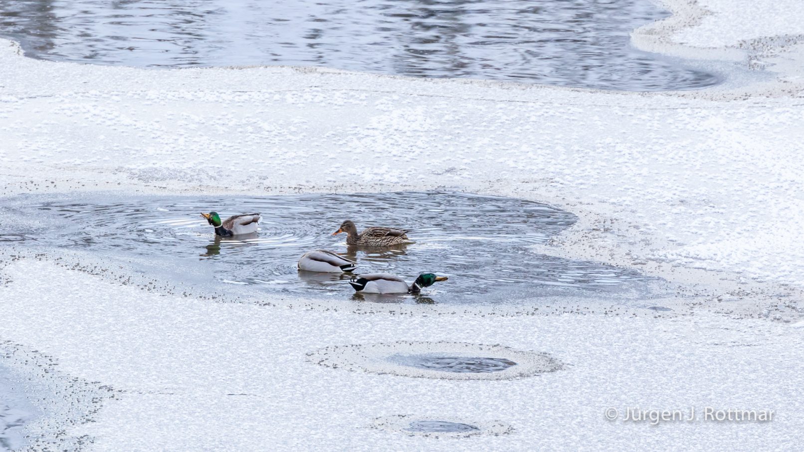USA | Canyons & Yellowstone NP im Winter | Madison River | Mallard Ducks (Stockenten)