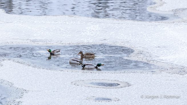 USA | Canyons & Yellowstone NP im Winter | Madison River | Mallard Ducks (Stockenten)